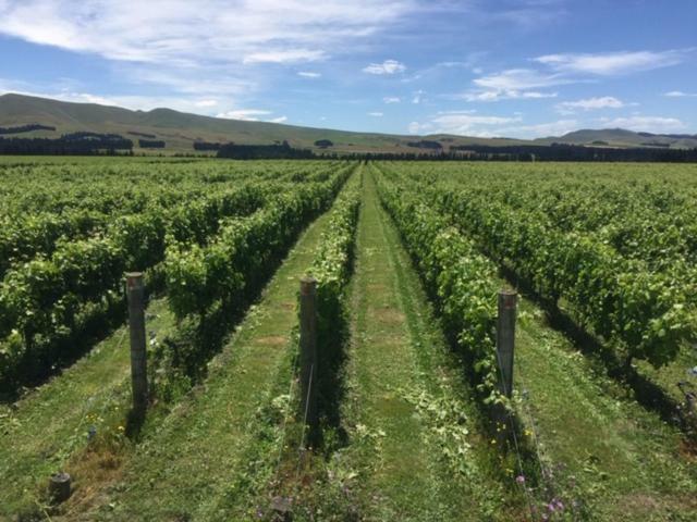 Romantic Vineyard Getaway Waipara Exterior foto